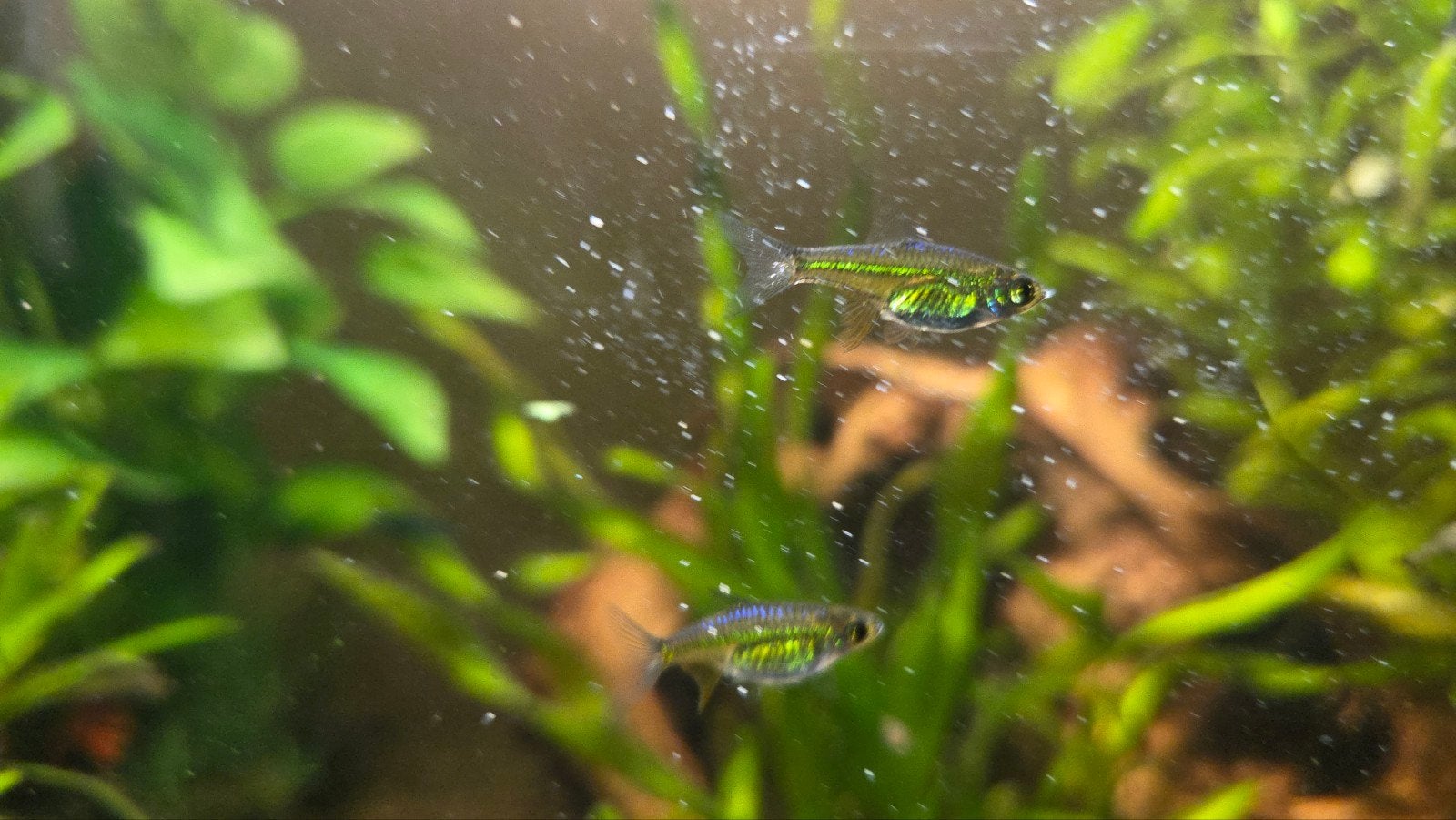 Groene Rasbora's (Microdevario kubotai), Dieren en Toebehoren, Vis