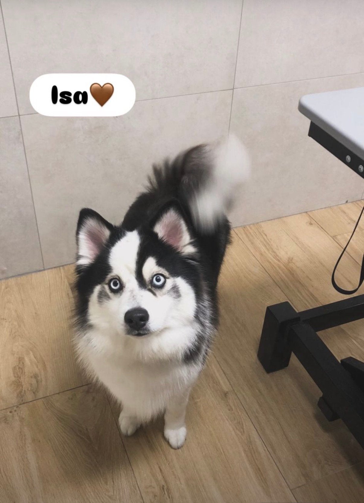 Pomsky teef 2,5 jaar, Overige rassen, 1 tot 2 jaar, Teef, Eén hond