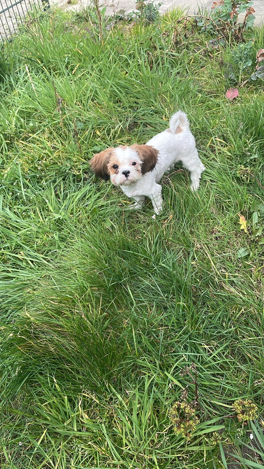 Boomer 19 mnd oud reu, Dieren en Toebehoren, Honden | Chihuahua's en Gezelschapshonden, CDV (hondenziekte), 1 tot 2 jaar, Eén hond
