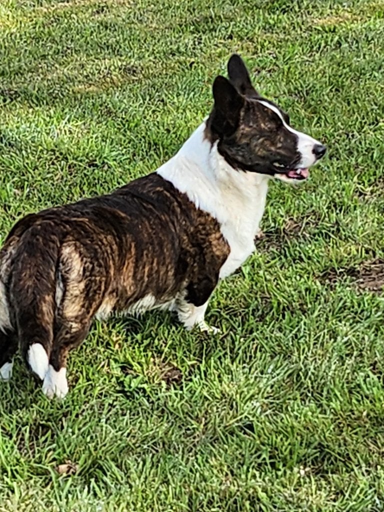 Herdershonden, Dieren en Toebehoren, Honden | Herdershonden en Veedrijvers, Parvo, België, Fokker | Hobbymatig, 8 tot 15 weken