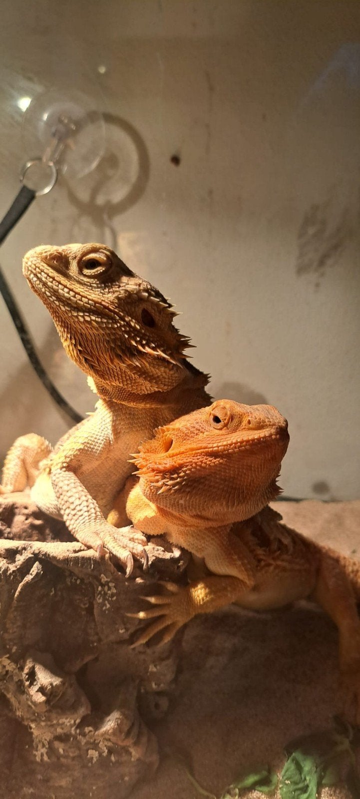 Baardagamen Koppel, Hagedis, Tam, 0 tot 2 jaar