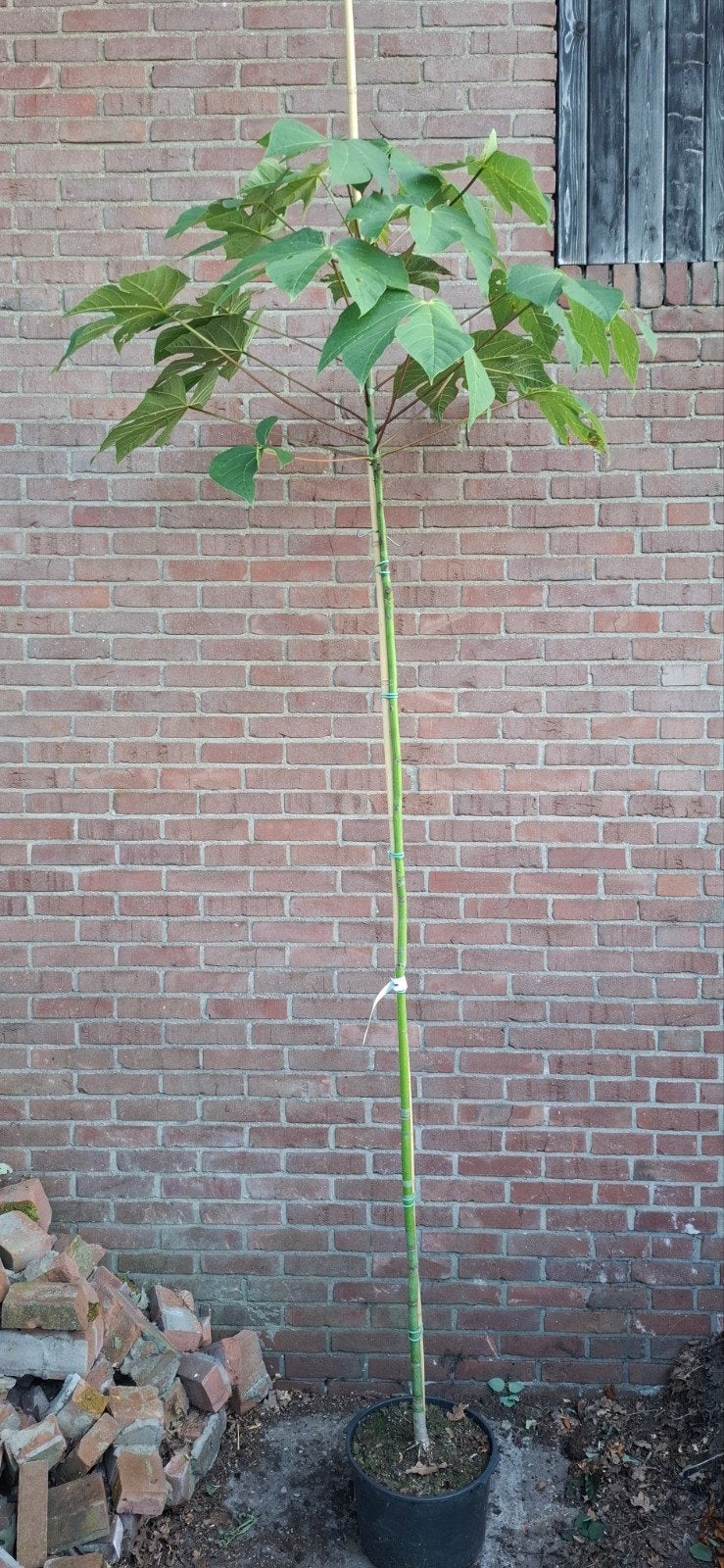 Firmiana simplex, chinese parasolboom, Tuin en Terras, Planten | Bomen, Ophalen, Volle zon, Overige soorten