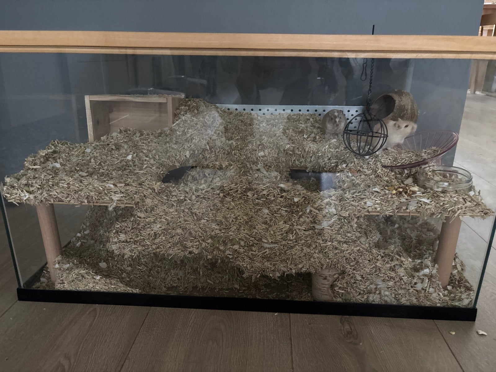 Cute Gerbils with cage, Minder dan 60 cm, Kooi, Hamster, Ophalen of Verzenden