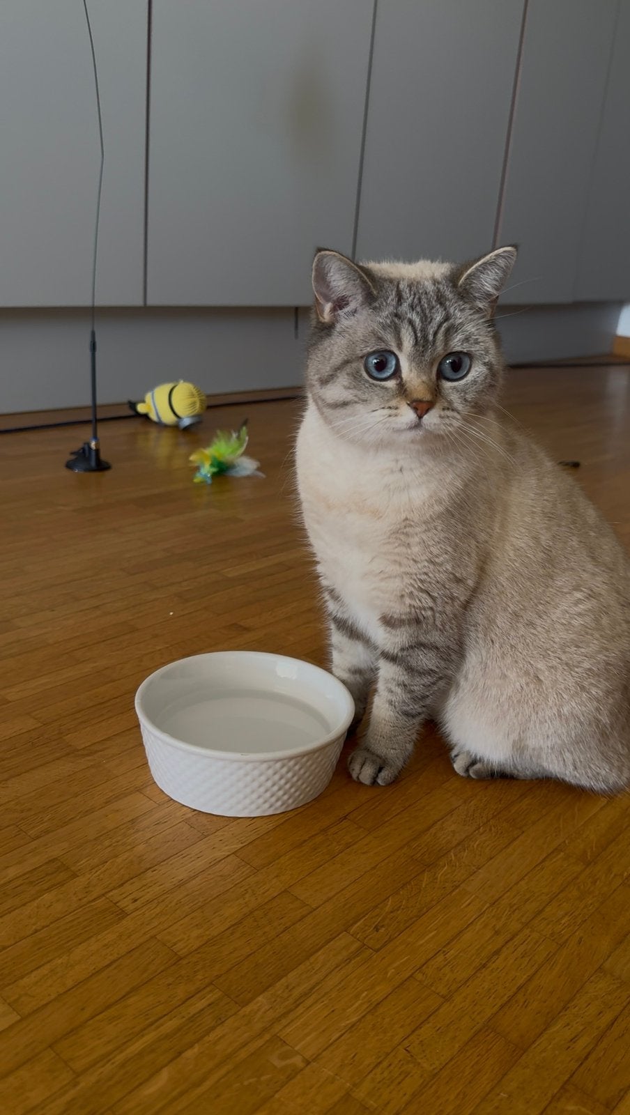 Raszuivere britse korthaar poes te koop- blue point, Dieren en Toebehoren, Katten en Kittens | Raskatten | Korthaar, Poes, Gechipt