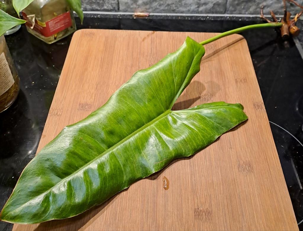 Philodendron Parasio Verde, Ophalen of Verzenden, Halfschaduw, Minder dan 100 cm