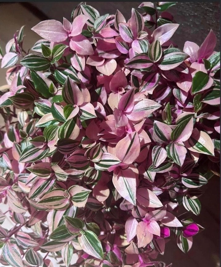 Tradescantia Tricolor stek of bundel, Ophalen of Verzenden, Halfschaduw, Minder dan 100 cm