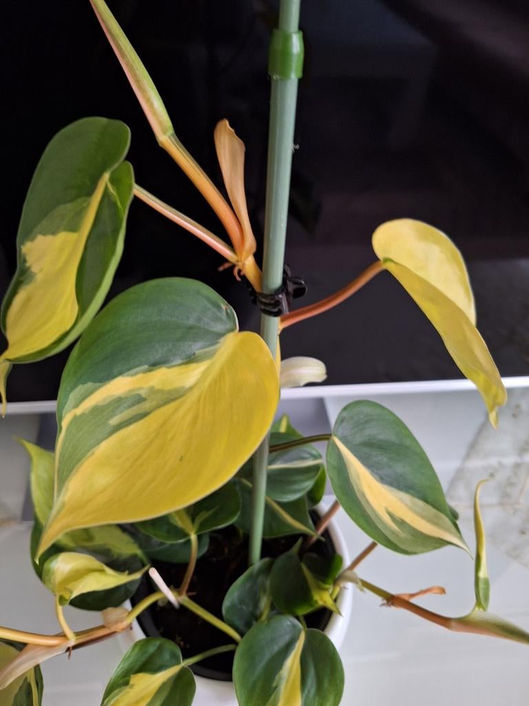 Philodendron Brasil, Ophalen, Overige soorten, Halfschaduw, In pot