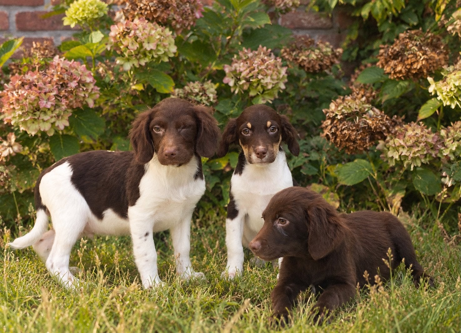 Hele mooie Labrador x Friese Stabij pups, Dieren en Toebehoren, Nederland, CDV (hondenziekte), 8 tot 15 weken, Meerdere