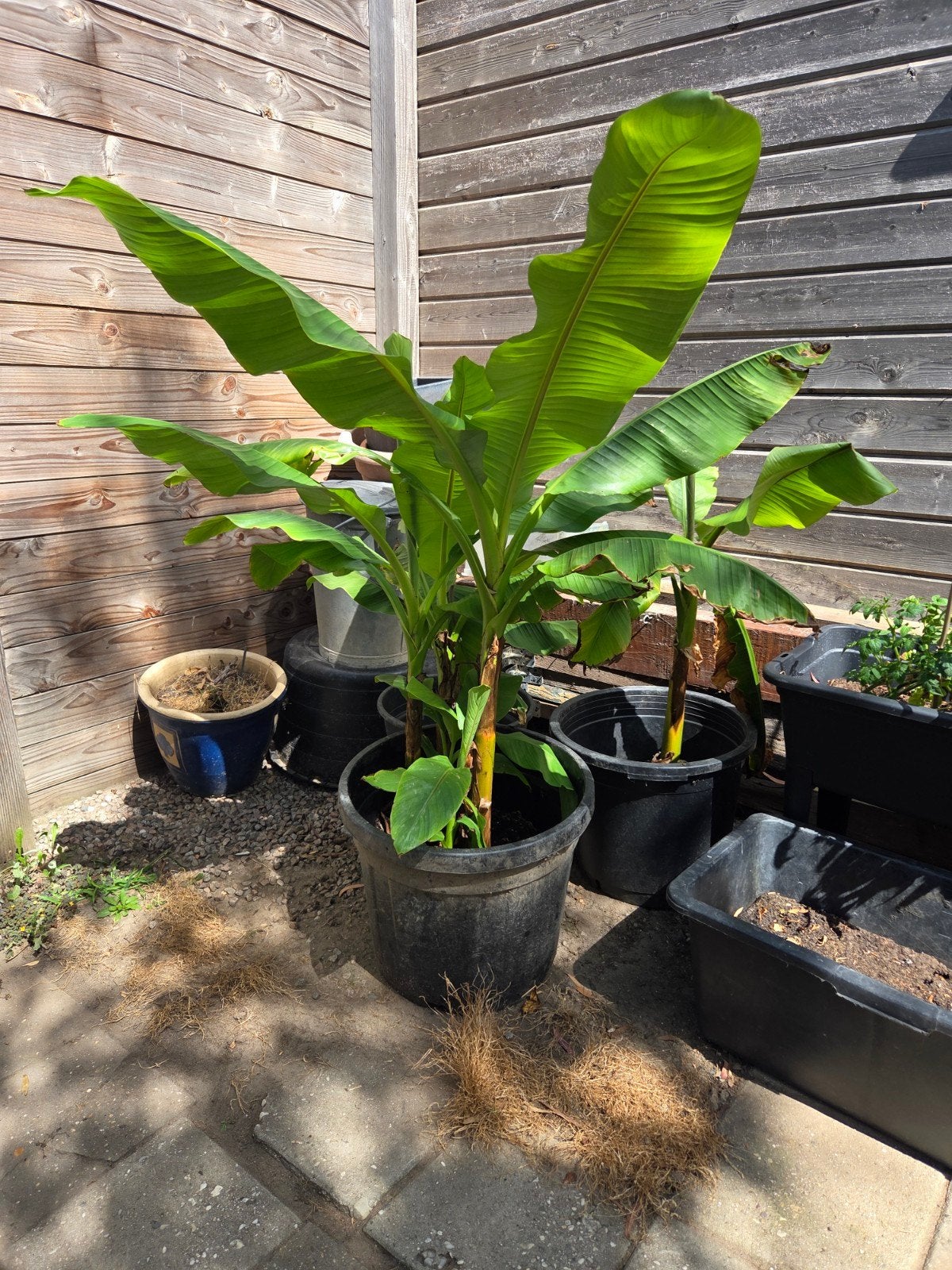 Bananenplant (Musa Basjoo) - Winterharde bananenplant, Tuin en Terras, Overige soorten, Volle zon, Vaste plant, Ophalen of Verzenden