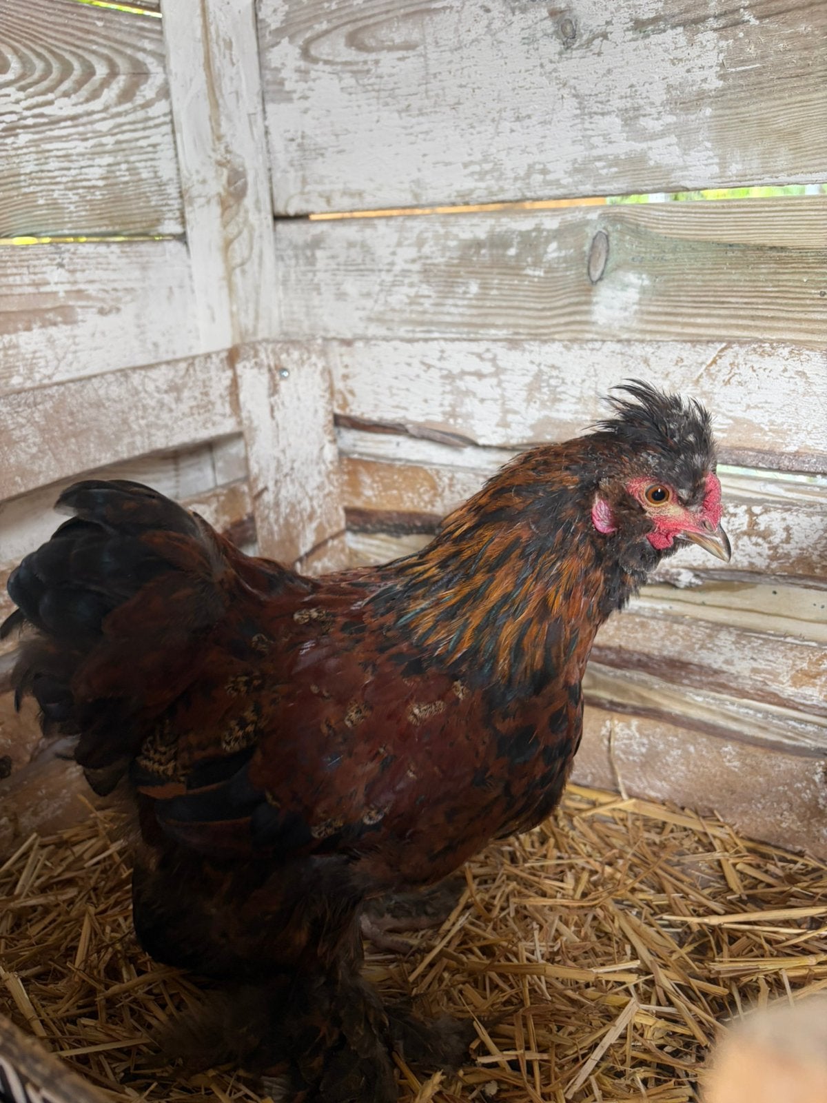 Koppel Hen en Haan, Meerdere dieren, Kip