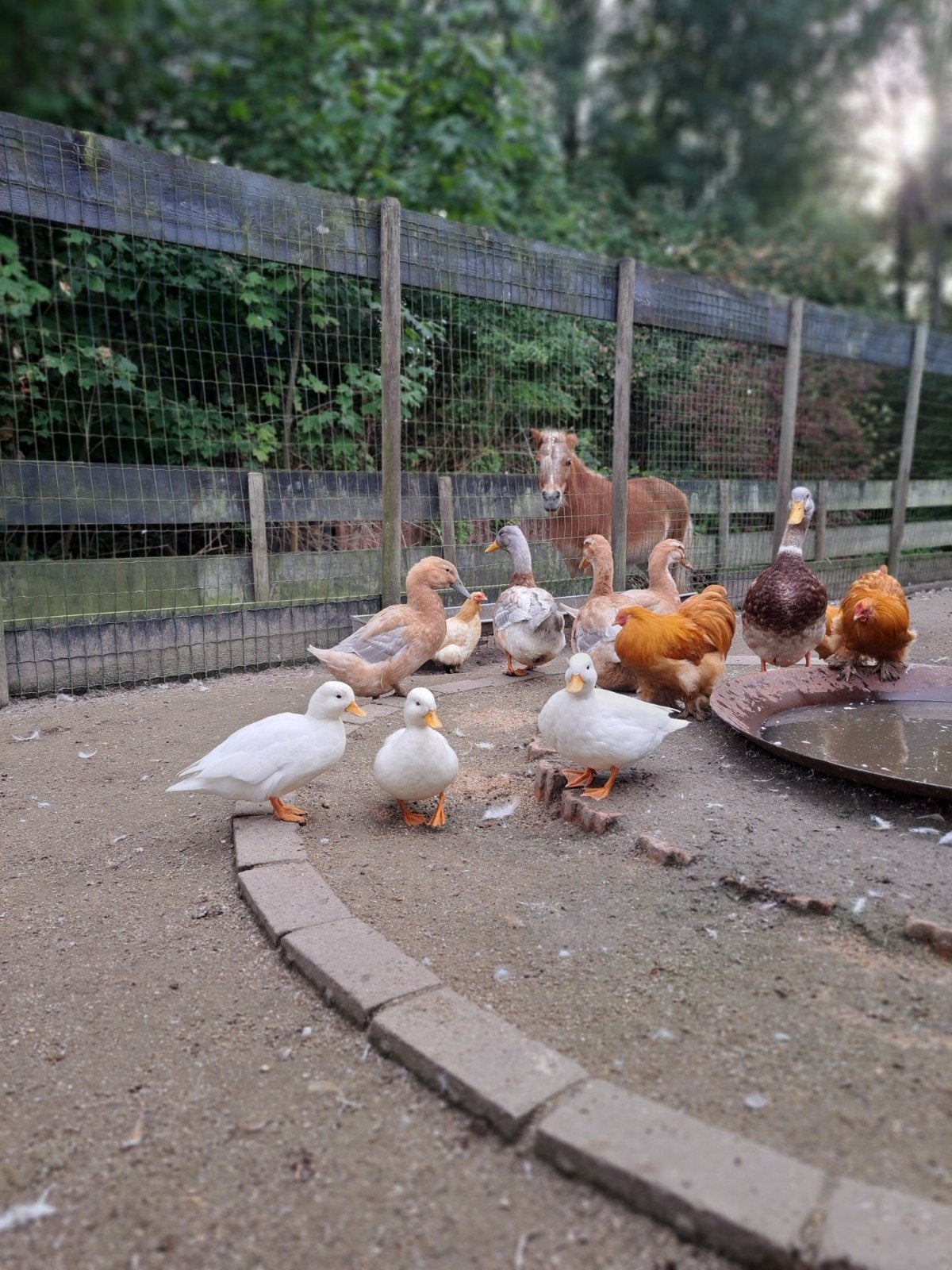 Hollandse kwaker, wit, Dieren en Toebehoren, Vrouwelijk, Eend