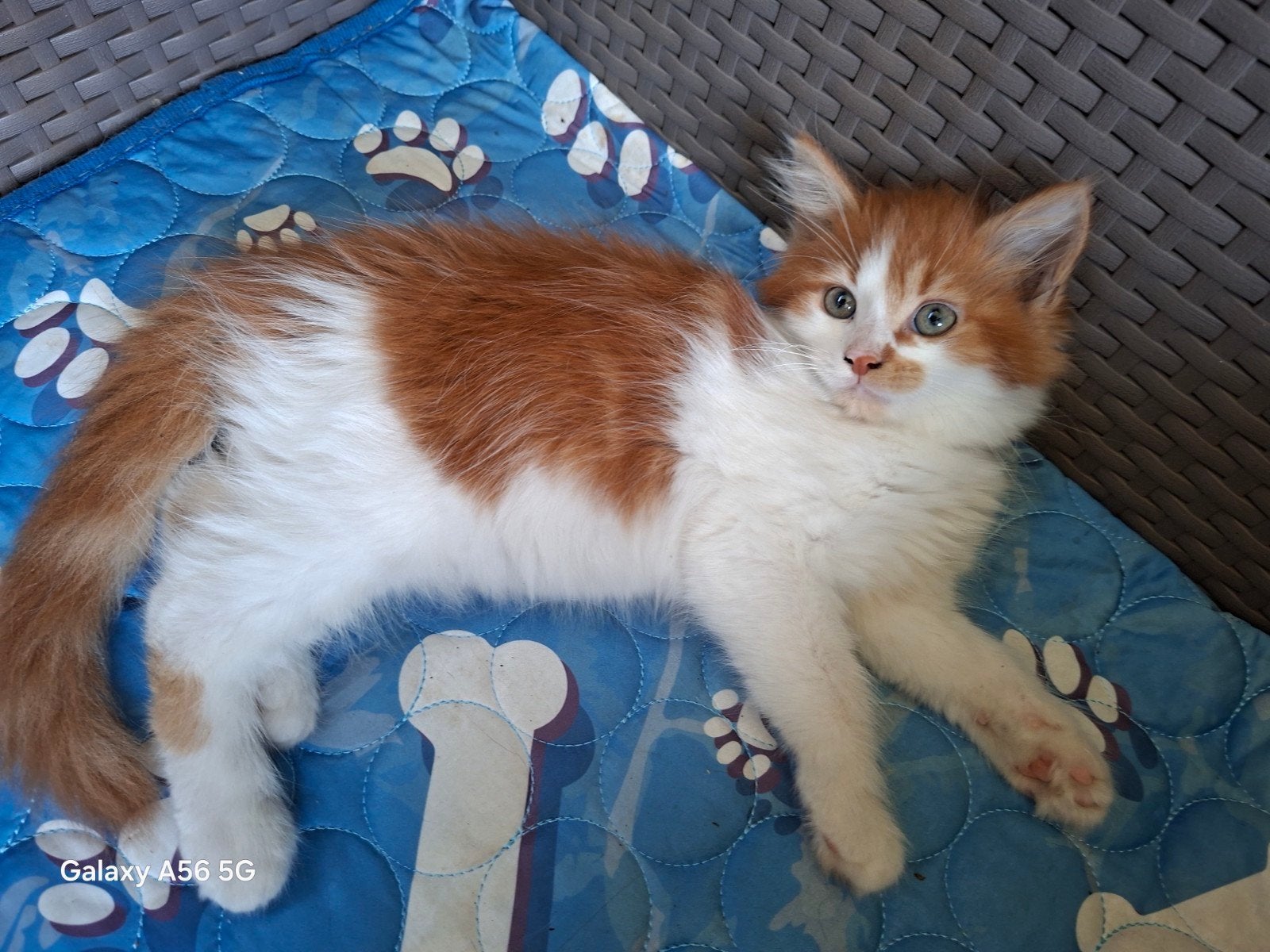 Geweldige maine coon kittens 🥰😻😹 !!!, Meerdere dieren, Ontwormd