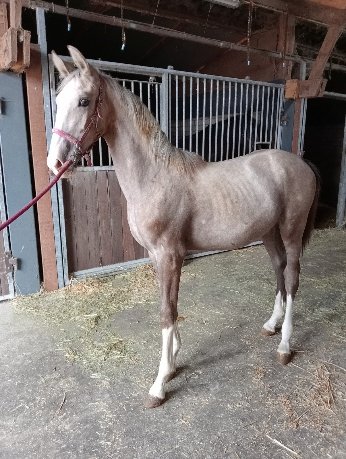 te koop palomino merrie veulen van odin, Merrie, 0 tot 2 jaar