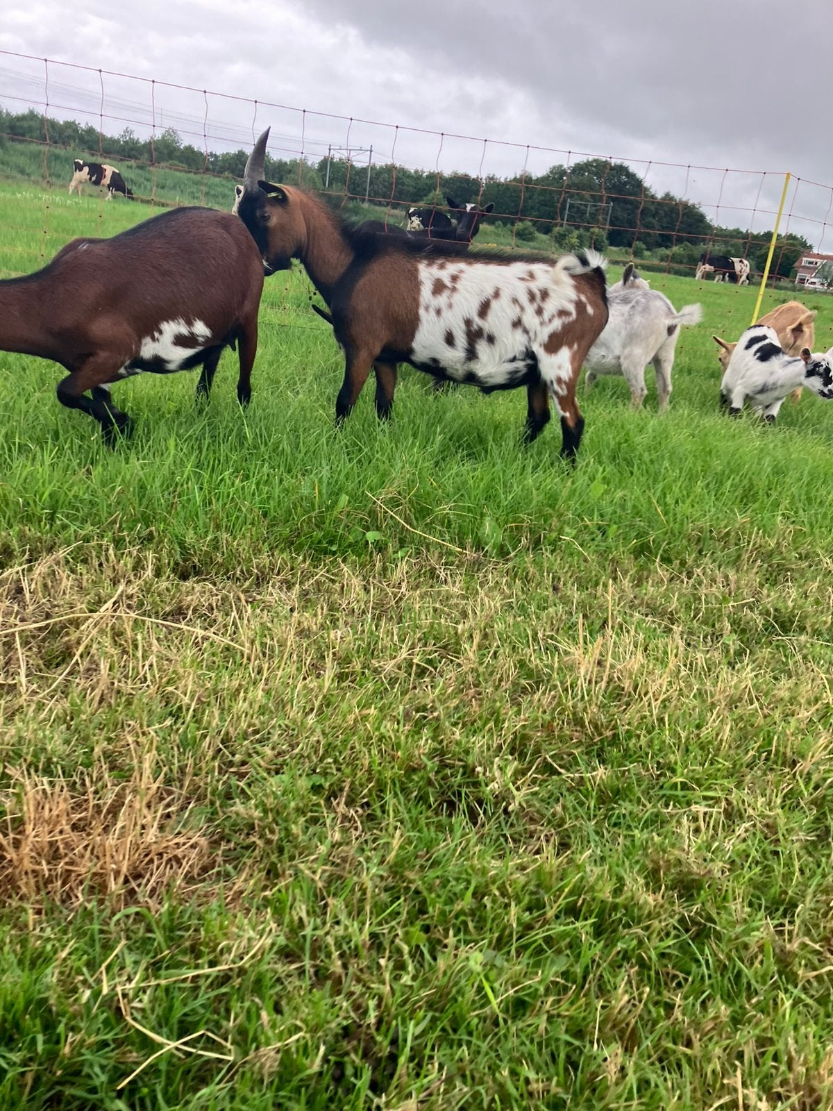 Te huur 3 kleur bok, Dieren en Toebehoren, Schapen, Geiten en Varkens, Mannelijk, Geit