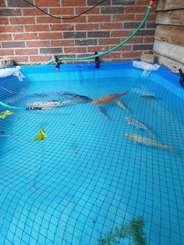 koikarpers, Karper of Koi