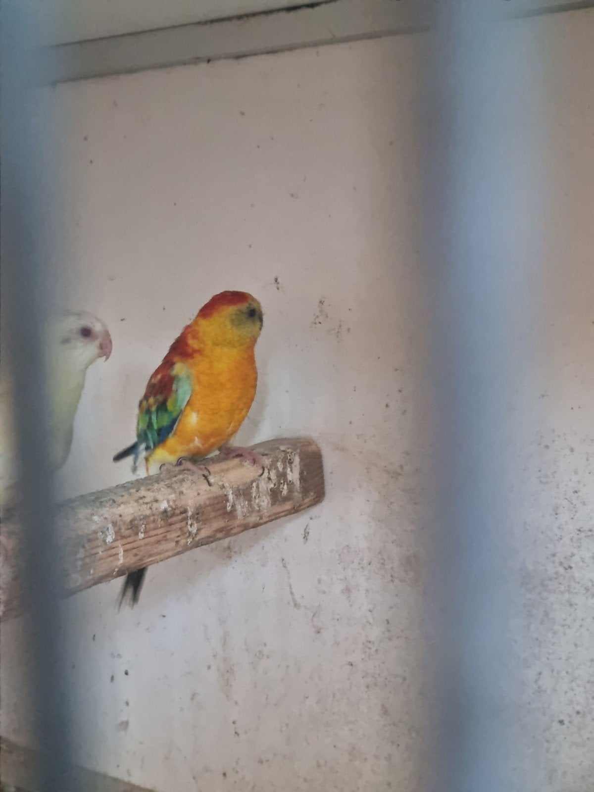 roodruggen, Dieren en Toebehoren, Vogels | Parkieten en Papegaaien, Meerdere dieren, Parkiet