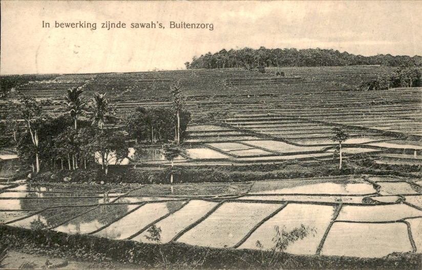 Nederlands Indië - Sawah's - 1910, Verzenden, Voor 1920, Gelopen, Noord-Holland