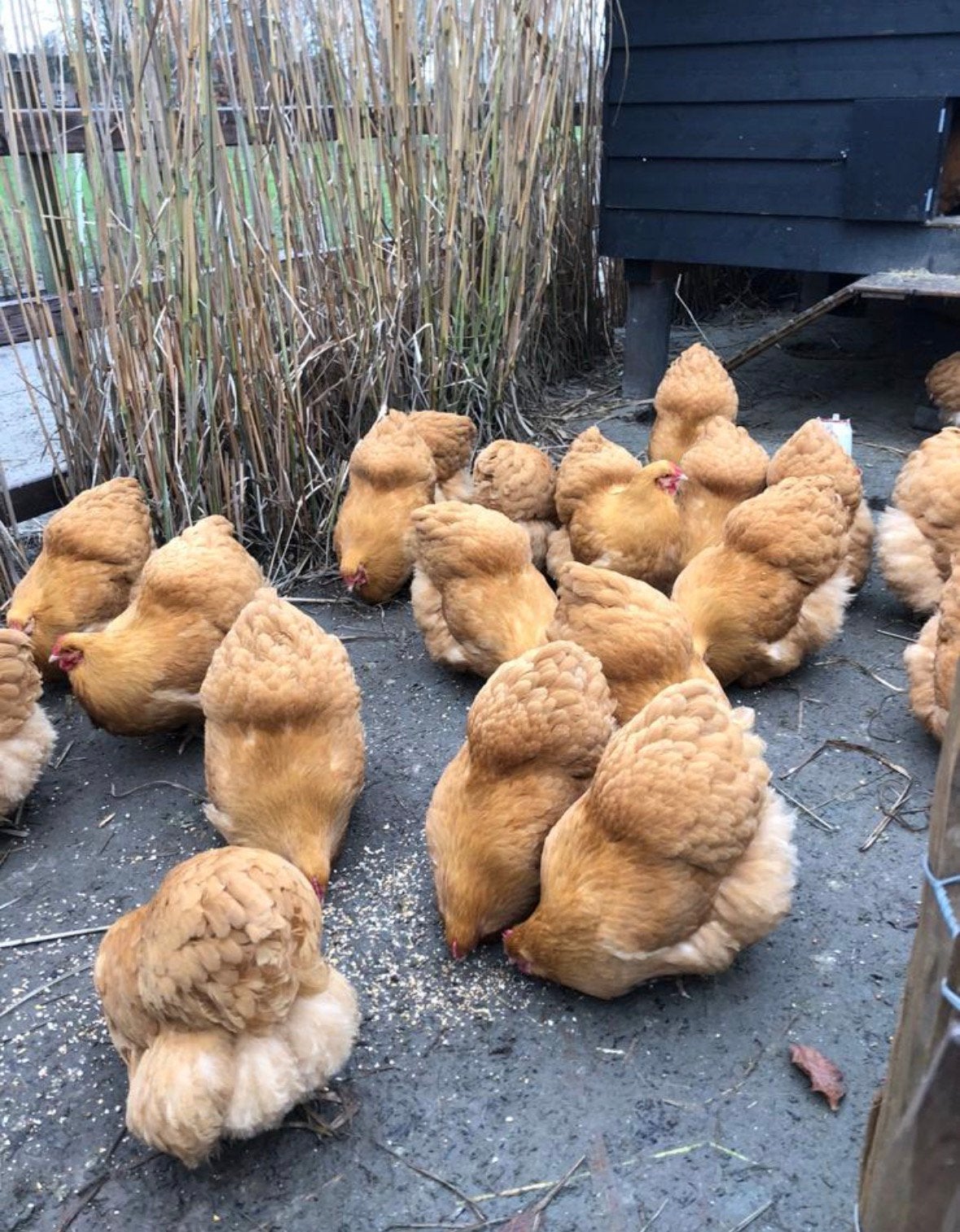 Orpington hannen, Meerdere dieren, Tam