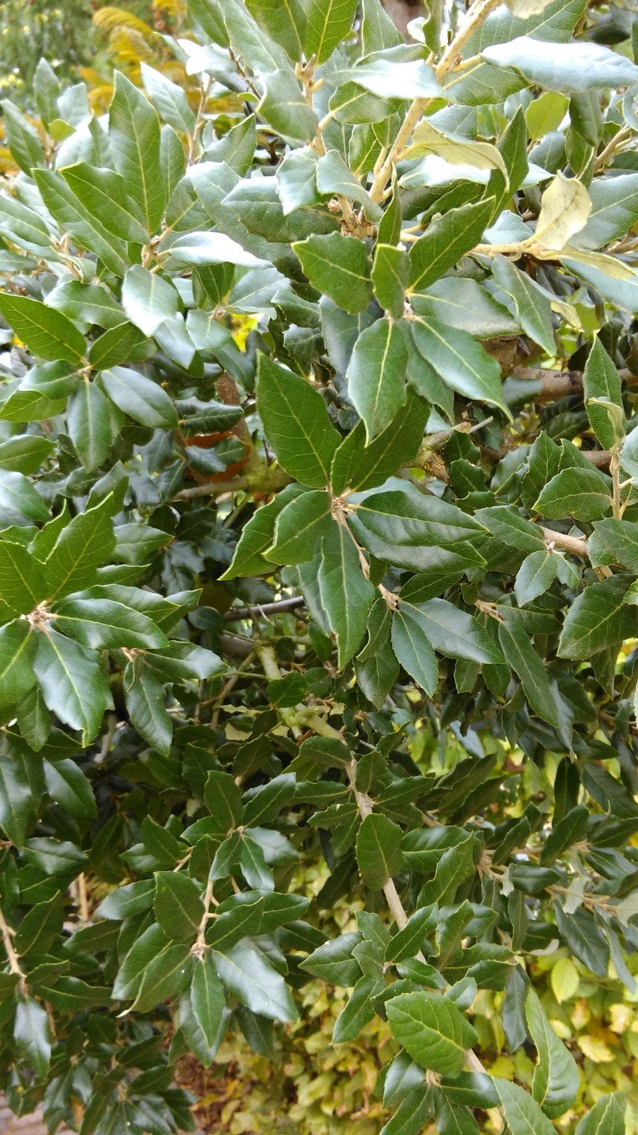 Quercus Ilex / mediterrane steeneik / wintergroen ‼️‼️, Tuin en Terras, Planten | Bomen, Bolboom, 400 cm of meer, Volle zon, Bloeit niet