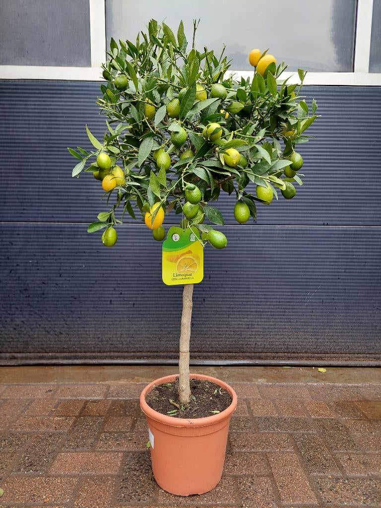 XL Citrus Aurantifolia 'Limequat' - Limequat H: 115 cm., Ophalen, Volle zon, Citroenboom, 100 tot 250 cm