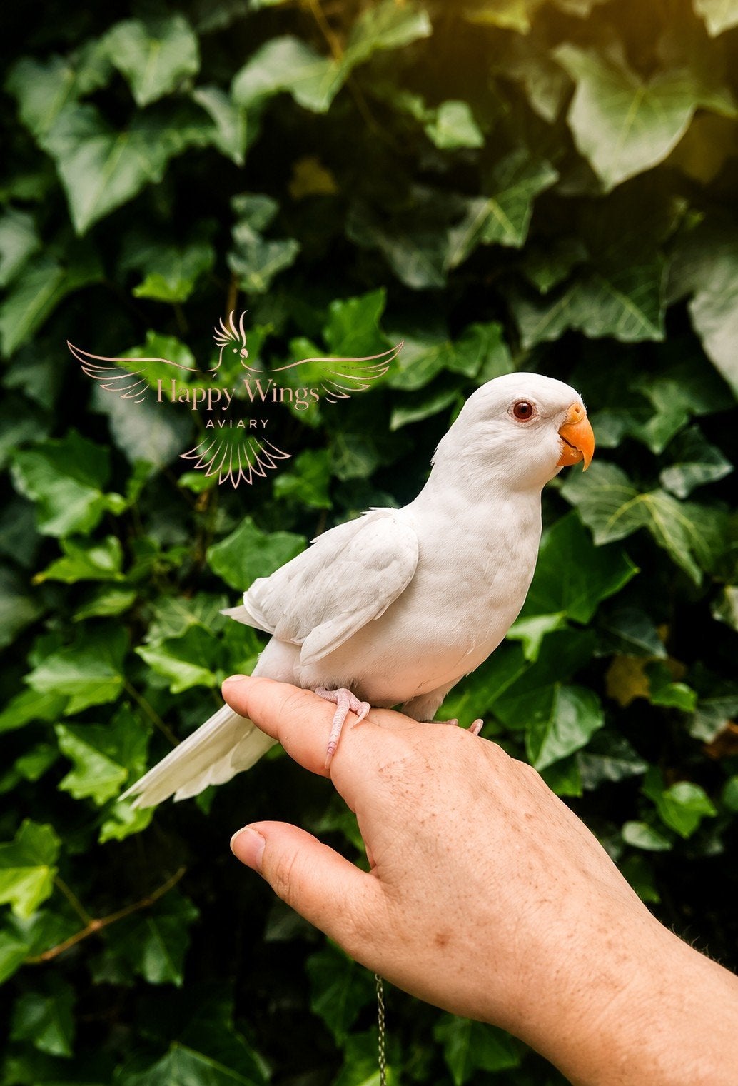 PRACHTIGE Jonge Princess of Wales Parkieten, Dieren en Toebehoren, Vogels | Parkieten en Papegaaien, Meerdere dieren, Parkiet