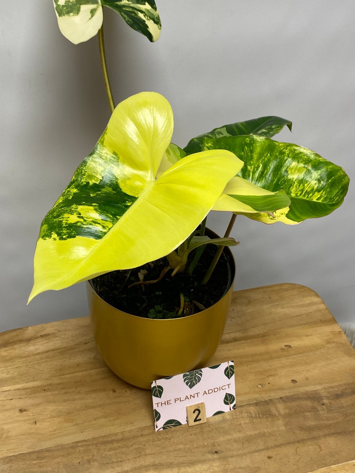 Philodendron Burle Marx Variegata #2, Huis en Inrichting, Kamerplanten, Ophalen of Verzenden, Halfschaduw, Minder dan 100 cm