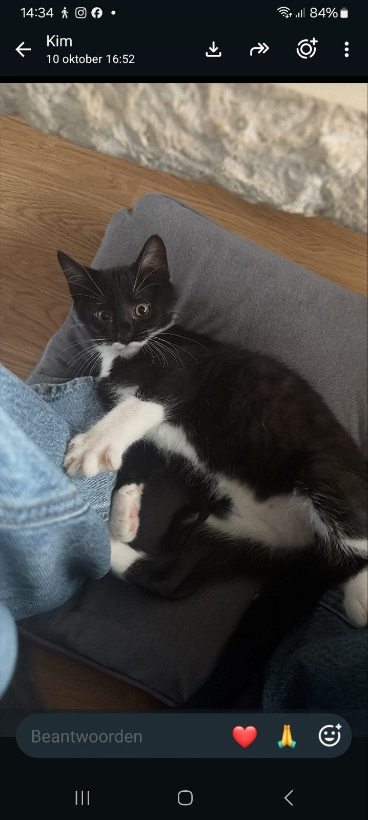 Jonge kitten, Poes