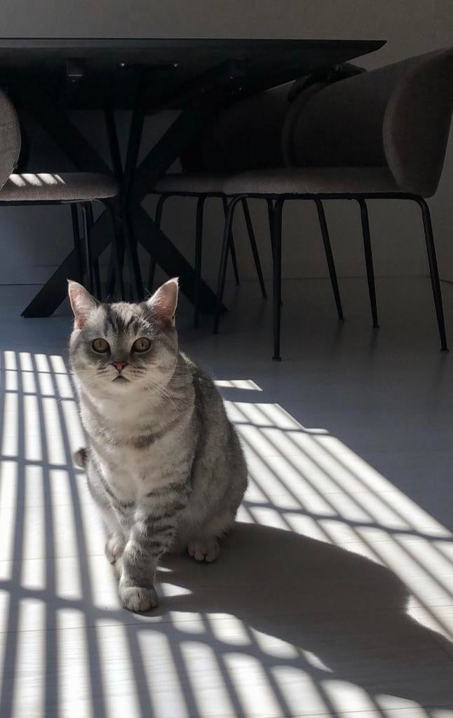Herplaatsing britse korthaar, Kater, Gechipt