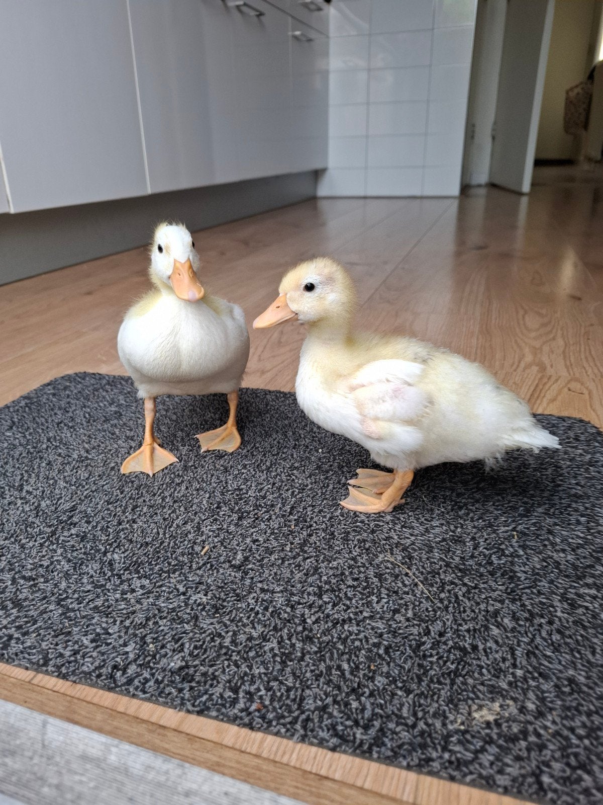 Koppeltje Hollandse kwakertjes, Meerdere dieren, Eend