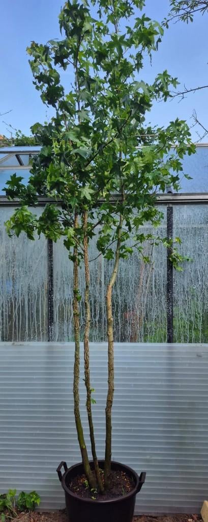 Meerstammige Amberboom, Tuin en Terras, Bloeit niet, Overige soorten, 250 tot 400 cm, Ophalen
