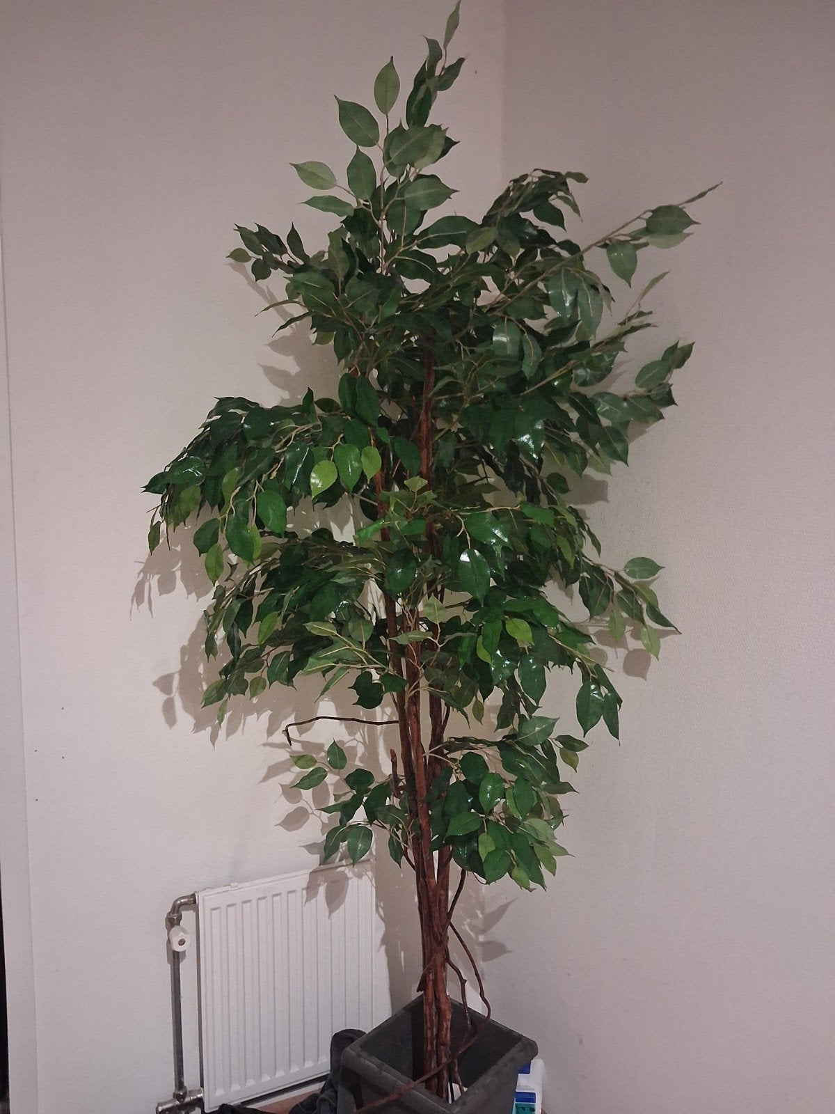 Grote kunstplant, Ficus, voor binnen, Ophalen, Binnen, Kunstplant, Kunststof