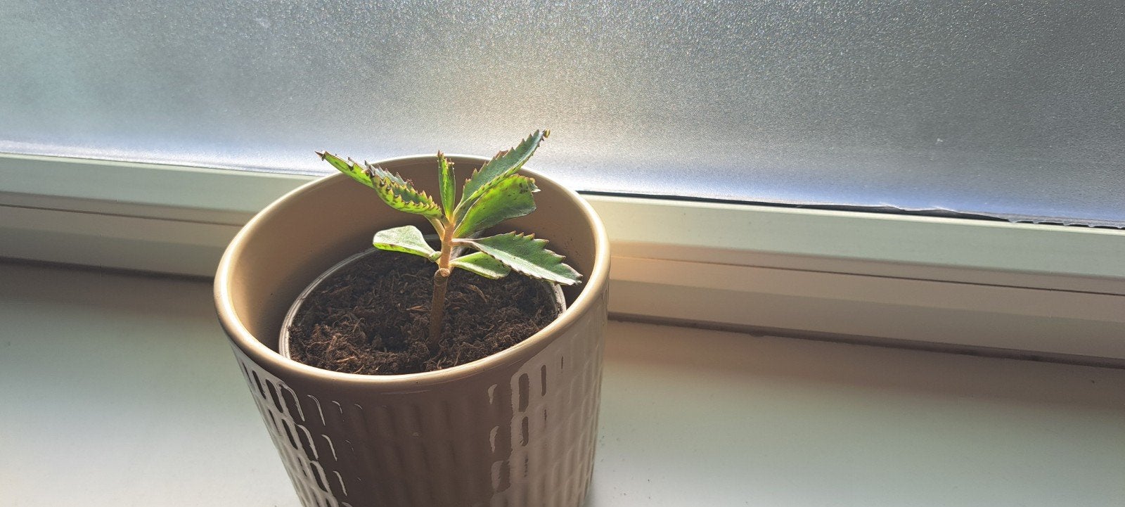 Gezocht: Stekjes en plantjes, Ophalen of Verzenden, Halfschaduw, Minder dan 100 cm