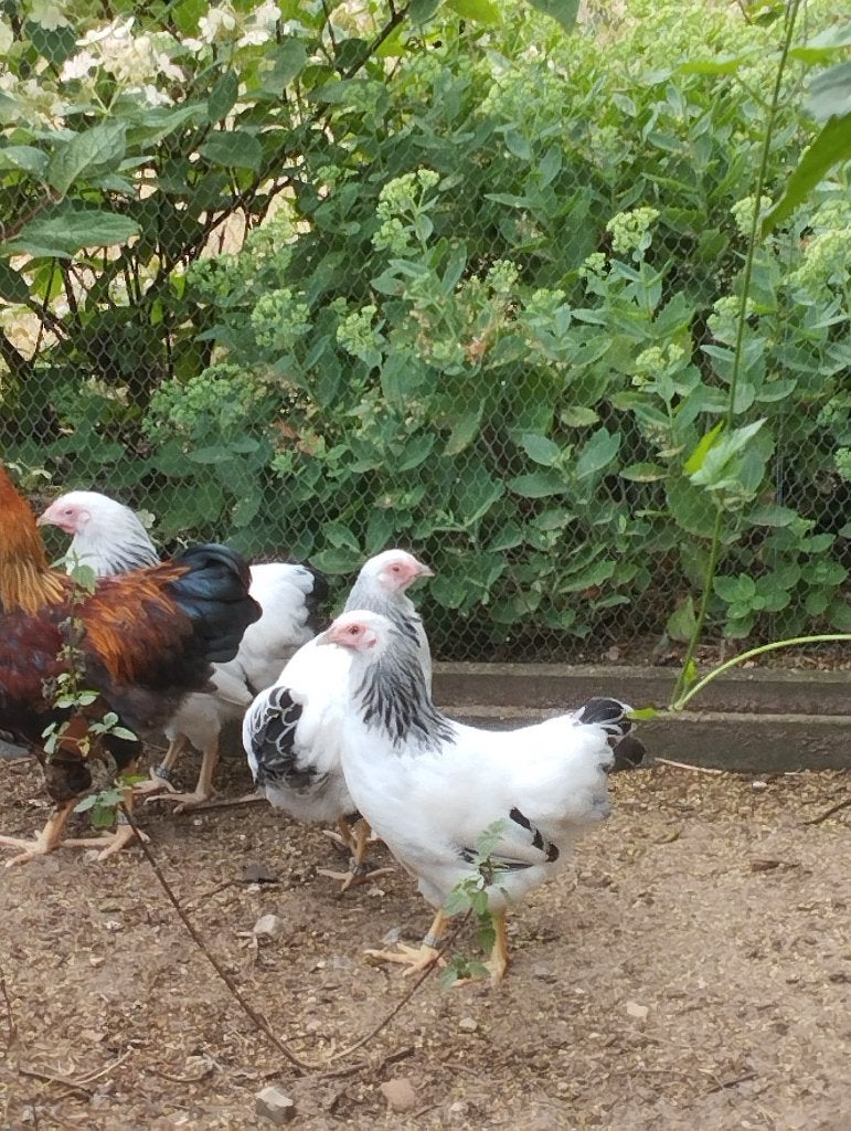 2 Wyandotte kriel hennen columbia, Dieren en Toebehoren, Pluimvee, Vrouwelijk, Kip