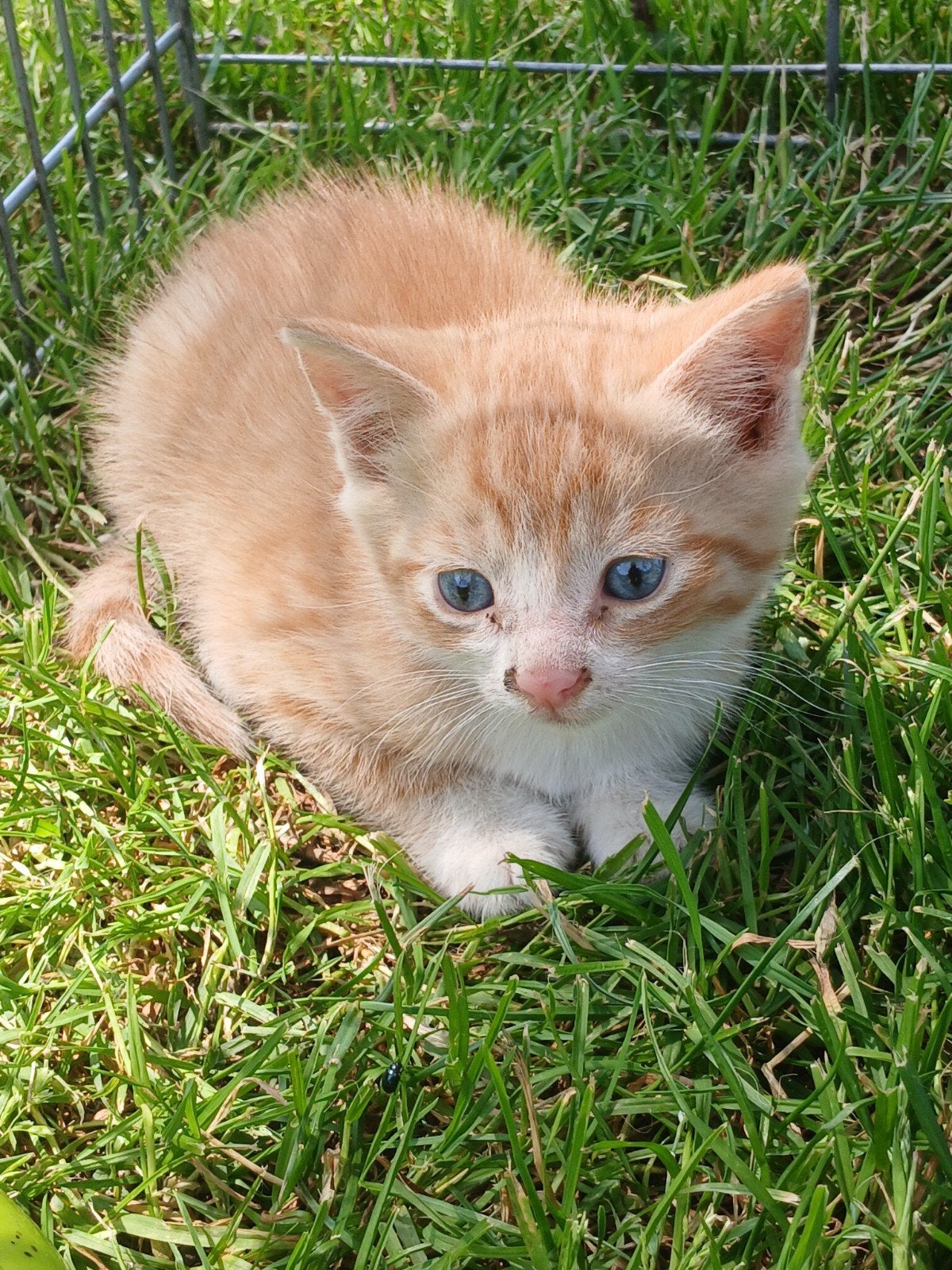 Lieve boerderijkittens!, Meerdere dieren, Kortharig, 0 tot 2 jaar