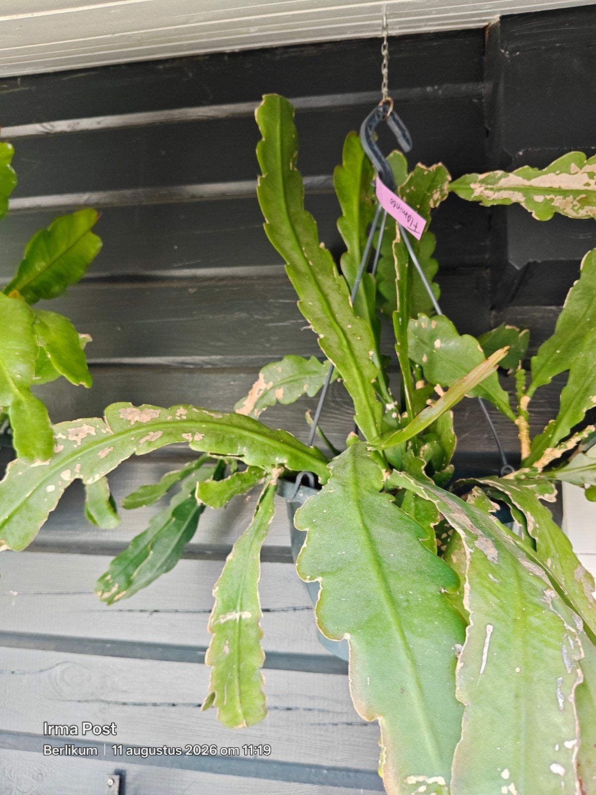 Epiphyllum Flamingo, Huis en Inrichting, Kamerplanten, Ophalen, Halfschaduw, Minder dan 100 cm, Bloeiende kamerplant