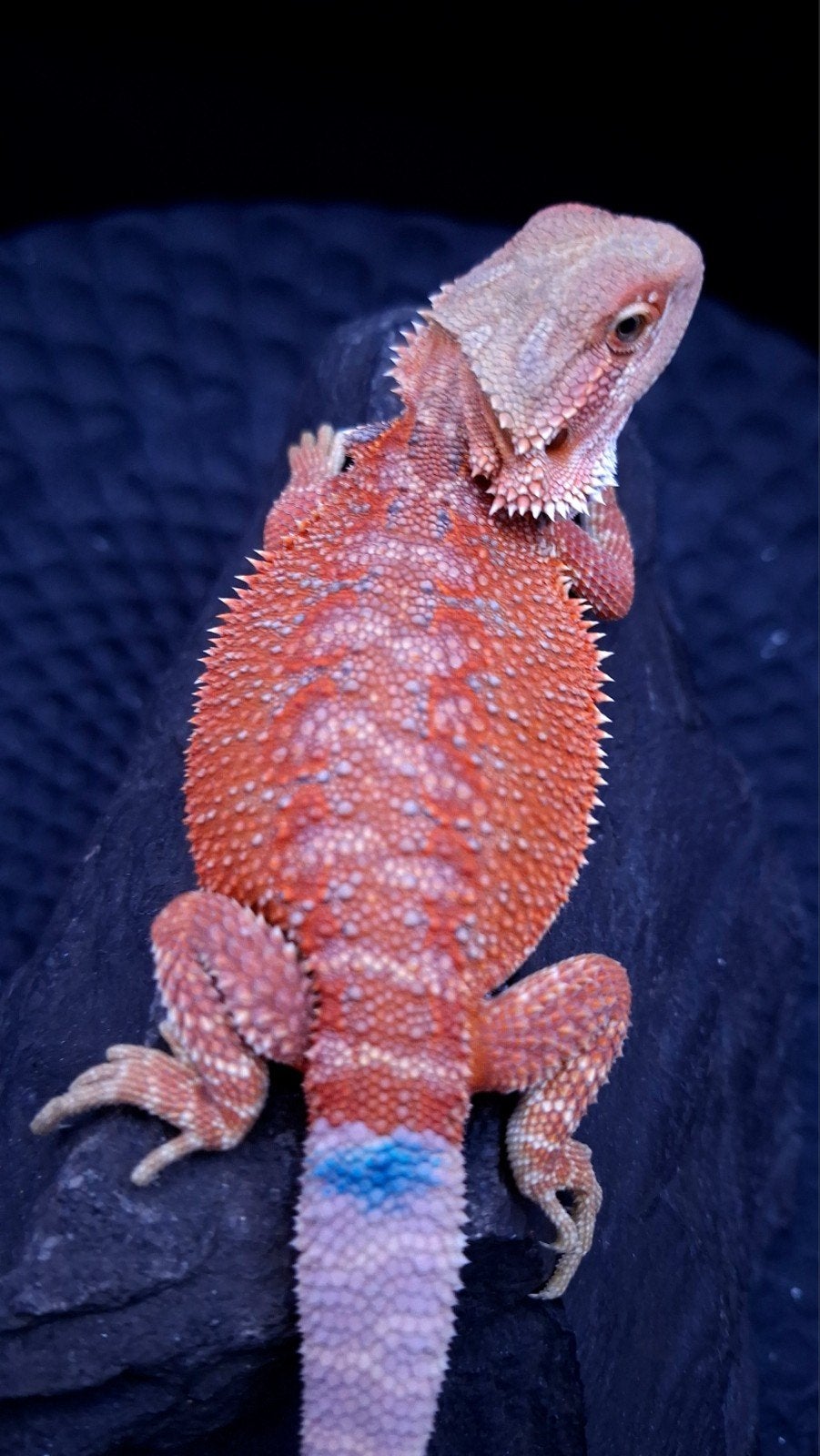 Red/Orange Hypo G-Stripe het. Trans/Witblits Baardagaam Man Bearded Dragon - male for sale from Design Dragons