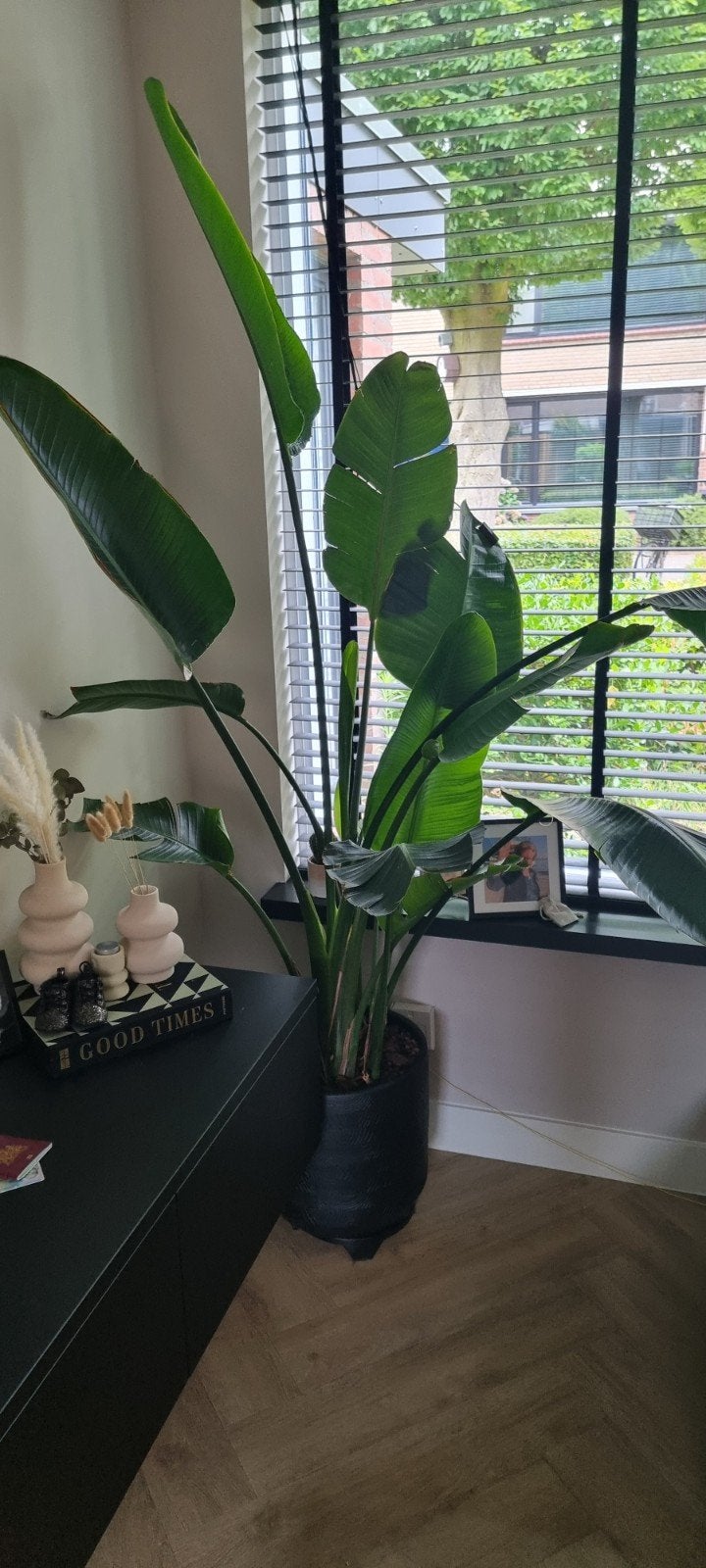 Grote Strelitzia Nicolai - Paradijsvogelplant inclusief pot., Overige soorten, In pot, 150 tot 200 cm, Groene kamerplant