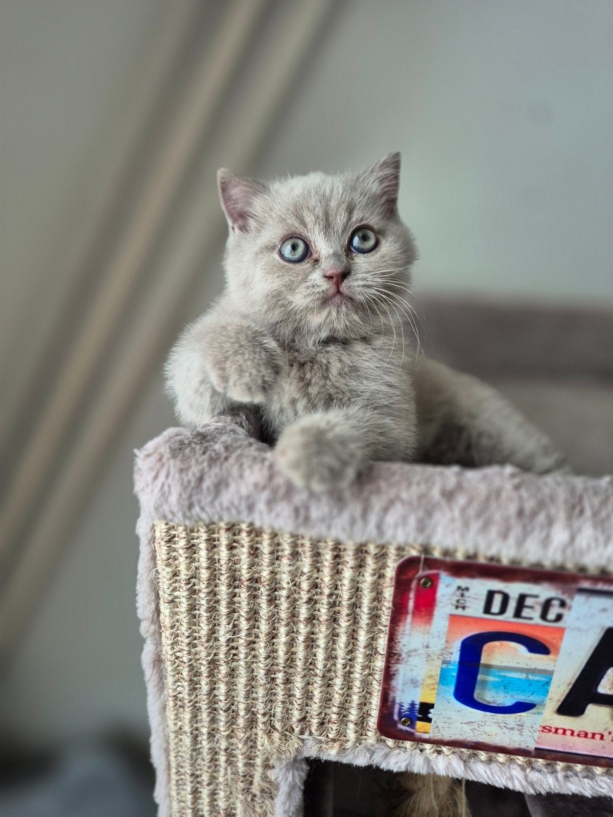britse korthaar Lilac katertje met bruine gloed, Dieren en Toebehoren, Katten en Kittens | Raskatten | Korthaar, Kater, Gechipt