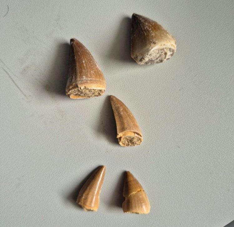 Set van 5 Mosasaurus tanden in 2 displays, Verzamelen, Ophalen of Verzenden, Fossiel