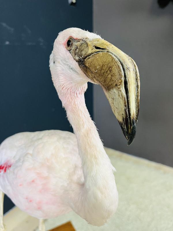 Cubaanse witte Flamingo, taxidermy, Antiek en Kunst, Curiosa en Brocante, Ophalen of Verzenden