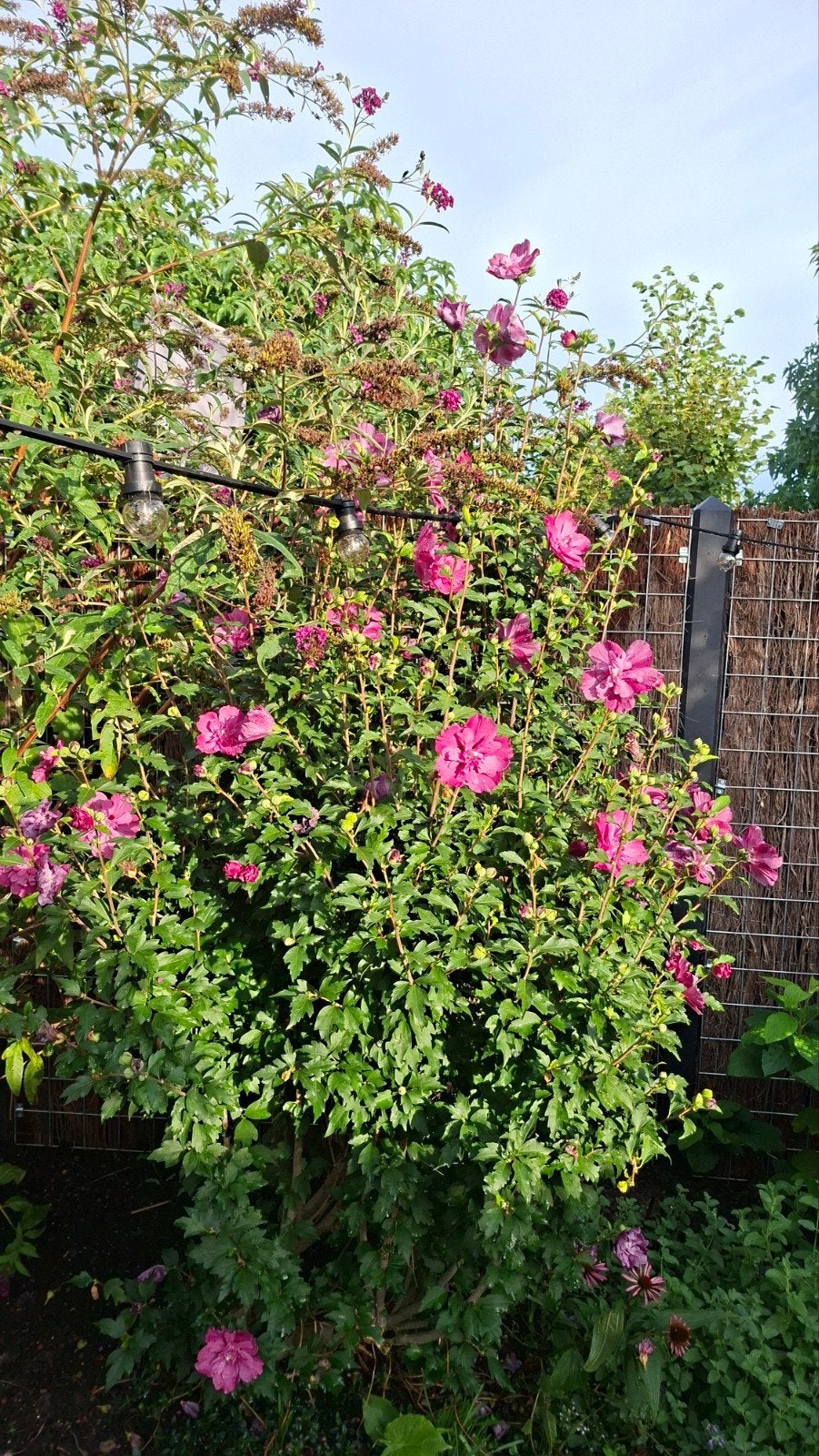 Hibiscus struik - prachtige bloeier voor uw tuin, Volle zon, Vaste plant, Zomer, Ophalen