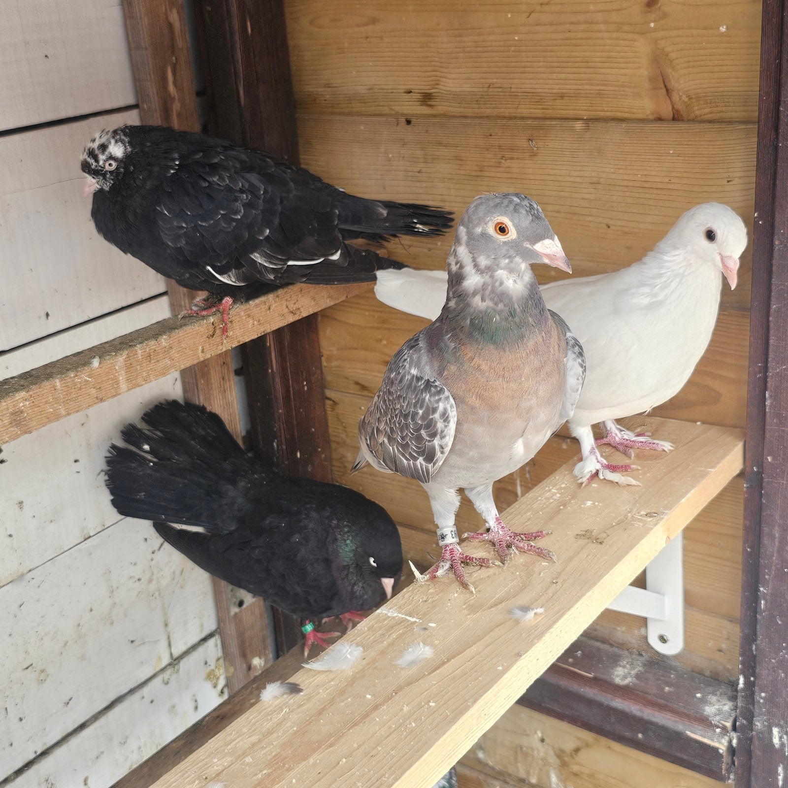 mooie duiven., Dieren en Toebehoren, Meerdere dieren, Overige soorten