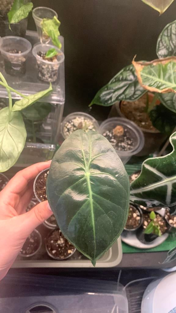 Alocasia pink dragon, Ophalen, Halfschaduw, Minder dan 100 cm