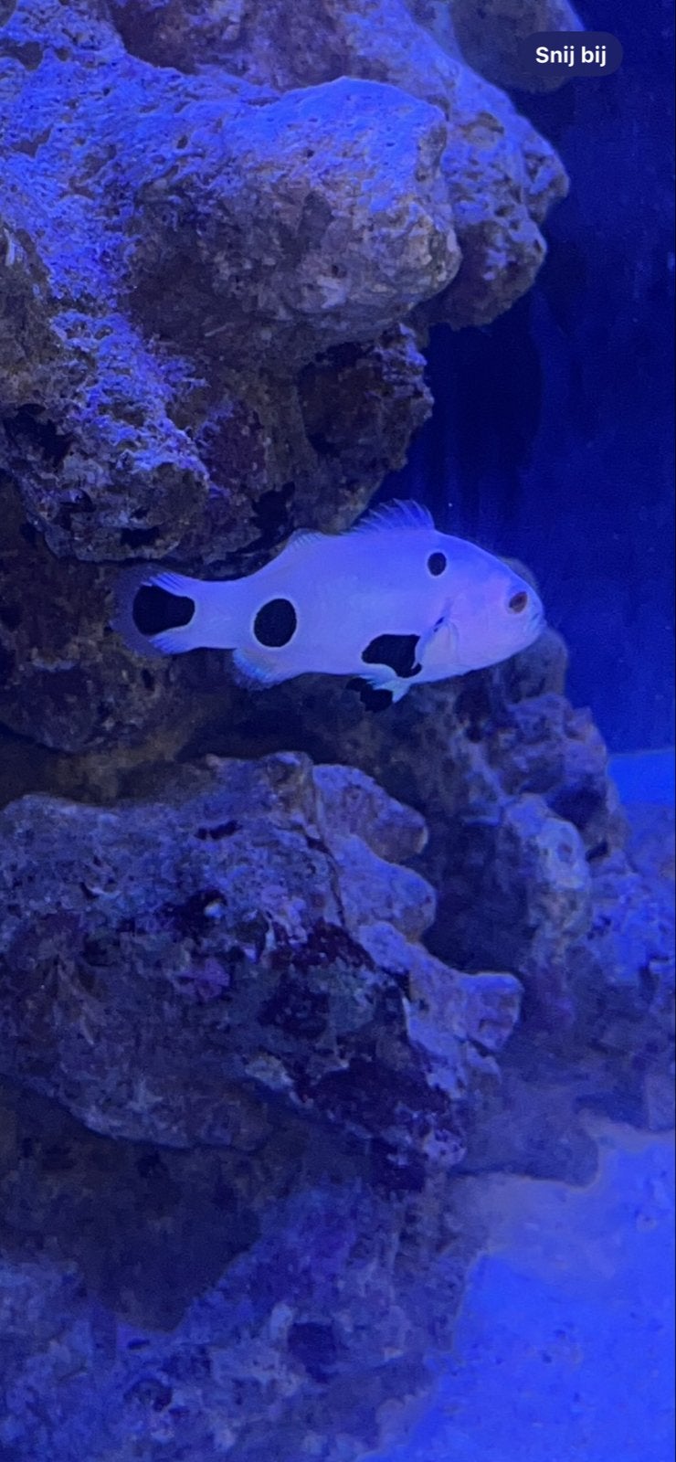 Snow storm clown vissen, eventueel met aquarium, Ophalen, Zo goed als nieuw, Gevuld zeewateraquarium, Blue Marine