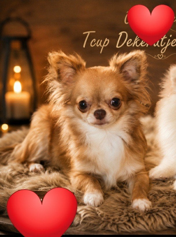 Zeer mooi t cup raszuivere chihuahua dekreutje, Dieren en Toebehoren, Reu, 1 tot 2 jaar, Parvo, Eén hond
