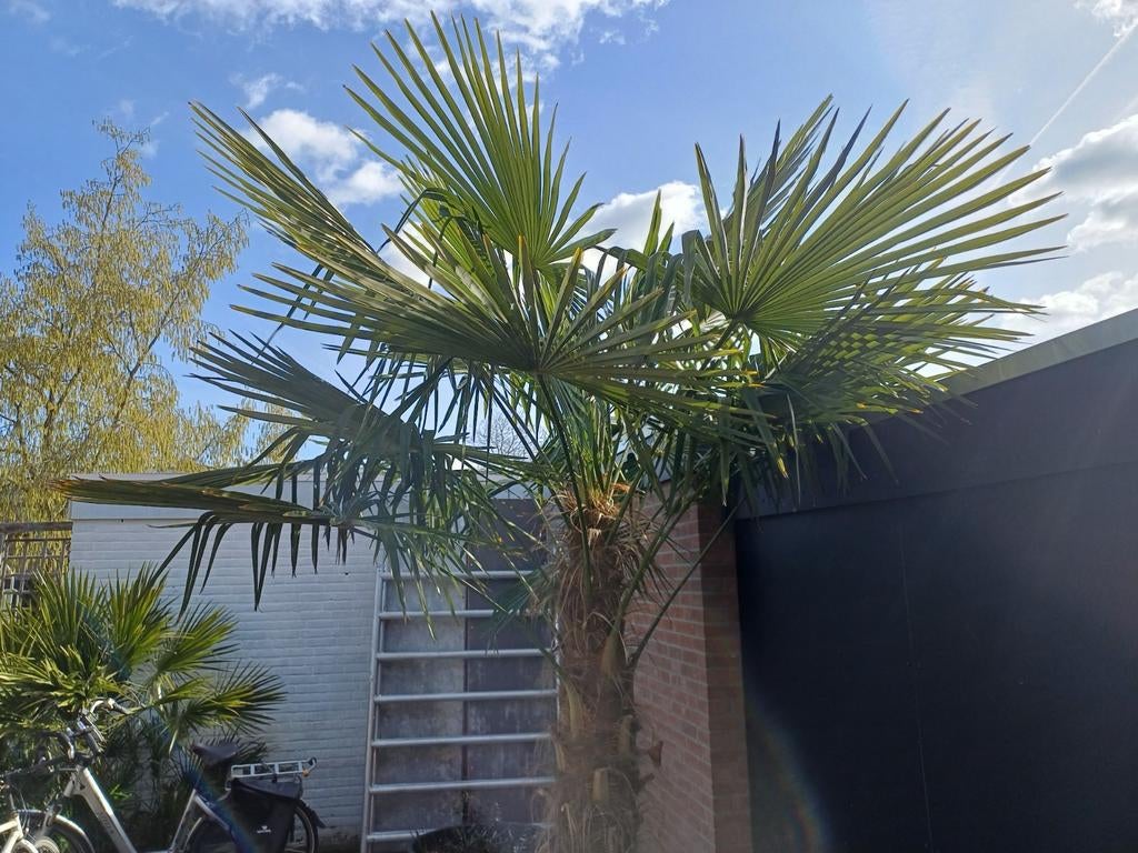Trachycarpus fortunei palmboom, Ophalen of Verzenden, Bloeit niet, Overige soorten, Volle zon
