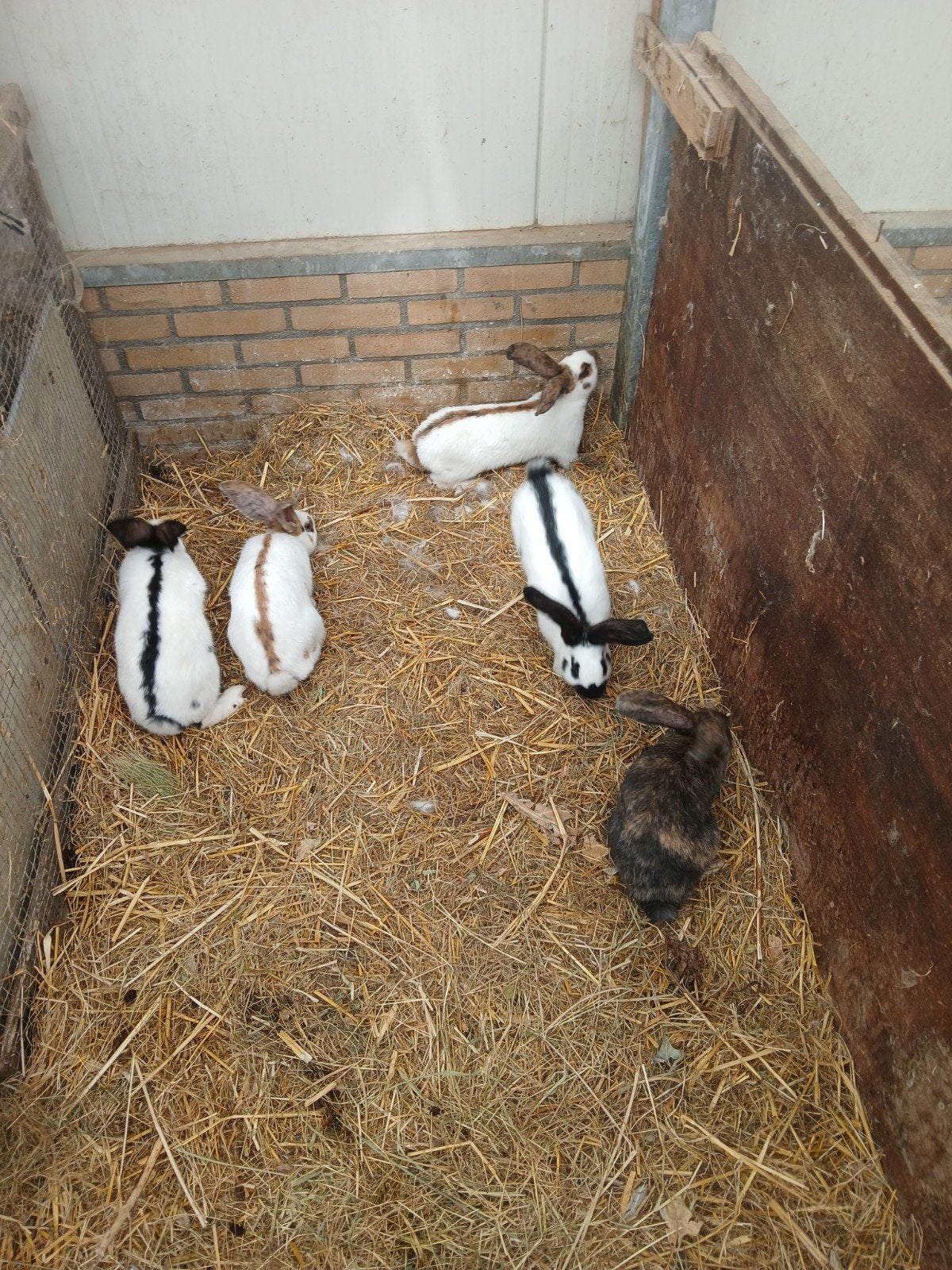 5 jonge groot Lotharingers, Dieren en Toebehoren, Konijnen, Meerdere dieren, Groot, 0 tot 2 jaar