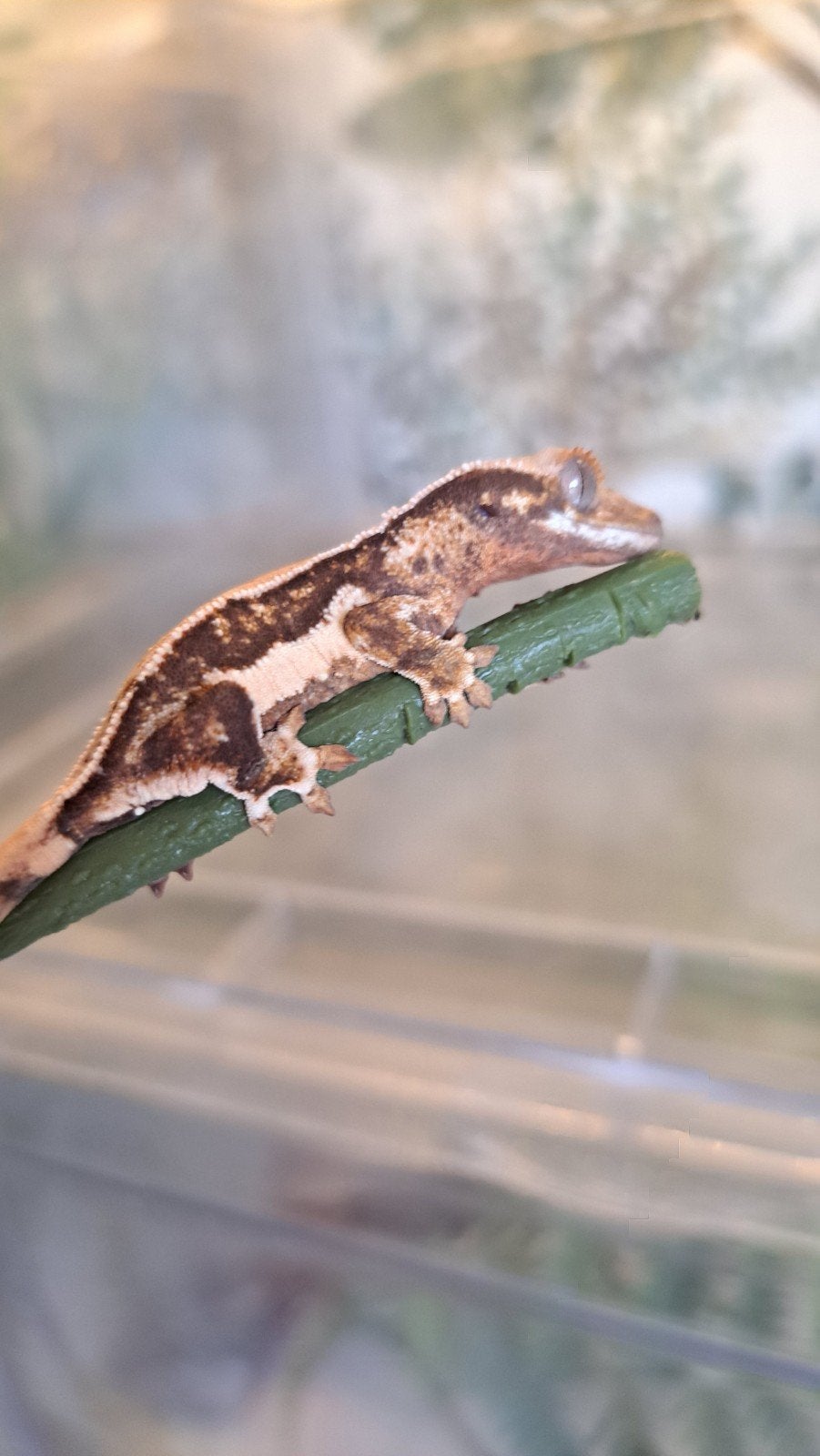 Wimpergekko Lilly white baby + set up