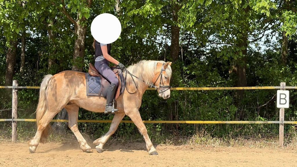 Haflinger merrie 6jr, Dieren en Toebehoren, Paarden, Merrie, Minder dan 160 cm, 3 tot 6 jaar, Recreatiepaard