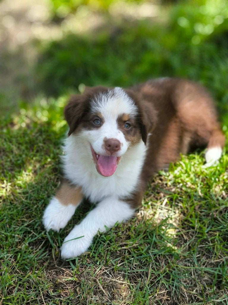 Prachtige australische herder pup zoekt baasje!, Parvo, België, 8 tot 15 weken, Teef